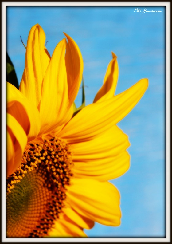 Beeton Sunflower