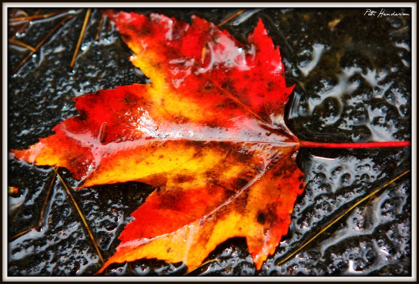 Leaf on Road 1