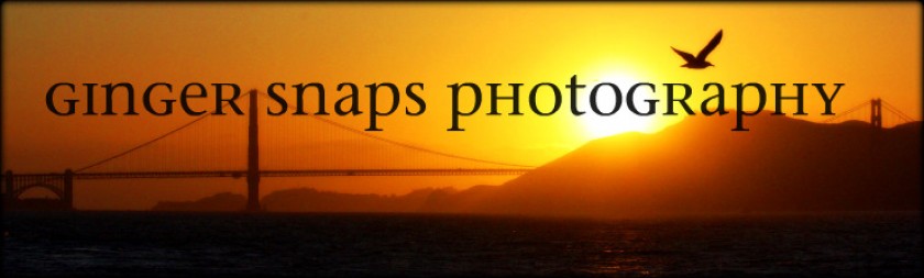 Ginger Snaps Photography Header