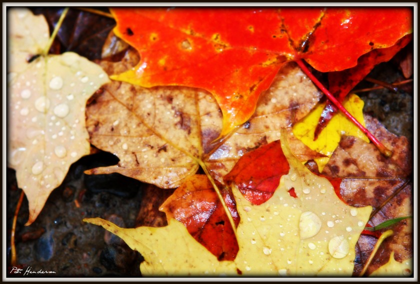 Luckey Road Wet Leaves 1