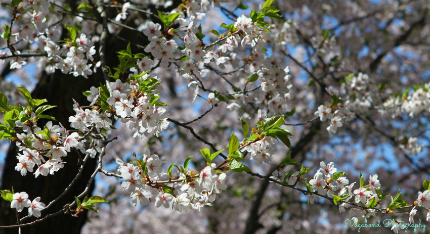 Cherry Blossoms for VP Blog