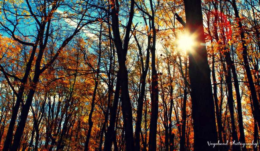 “Misty Taste of Moonshine, Teardrop in My Eye.” – JD