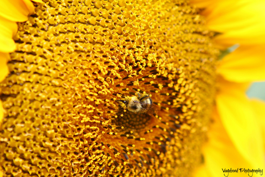 Just Bee