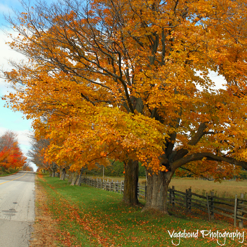 Carefree Highway
