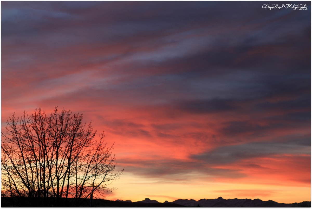 My Year Living Under the Endless Alberta Sky
